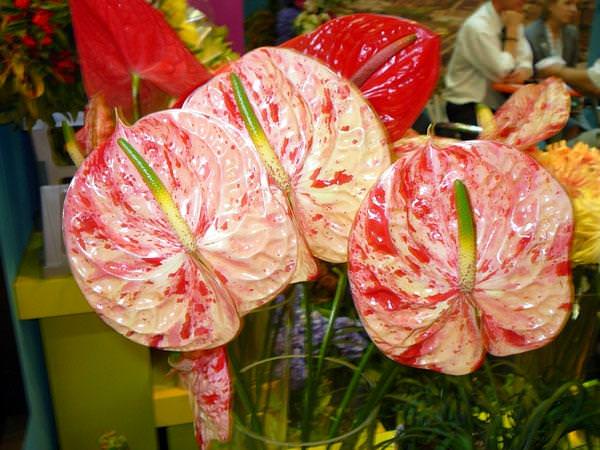 Антуриум Шерцера Гавайи